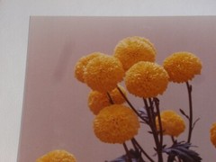 LOT 3 ORIGINAL COLOR PHOTOGRAPHS OF PLANTS FLOWERS SPECIES 14.5 X 10.25 INCHES