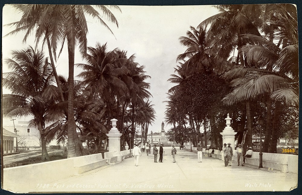 Larger size C. B. WAITE photo, MEXICO, Park in Veracruz, Coconut Palms, Vintage