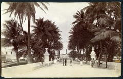 Larger size C. B. WAITE photo, MEXICO, Park in Veracruz, Coconut Palms, Vintage