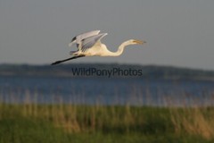 Great Egret Photo, Pick One Image – Various Sizes
