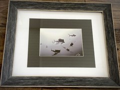 SAILFISH Baitball Signed Chris Doherty 5×7 B/W Photo | Matted & Framed 16.5×13.5