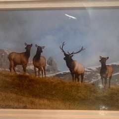 Eric Kottmann Signed Photo Print High Contry Elk Montana Wildlife Art