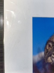 Photograph Signed By Award Winning Stephen W. Oachs LOBO TIMBER WOLF Wildlife