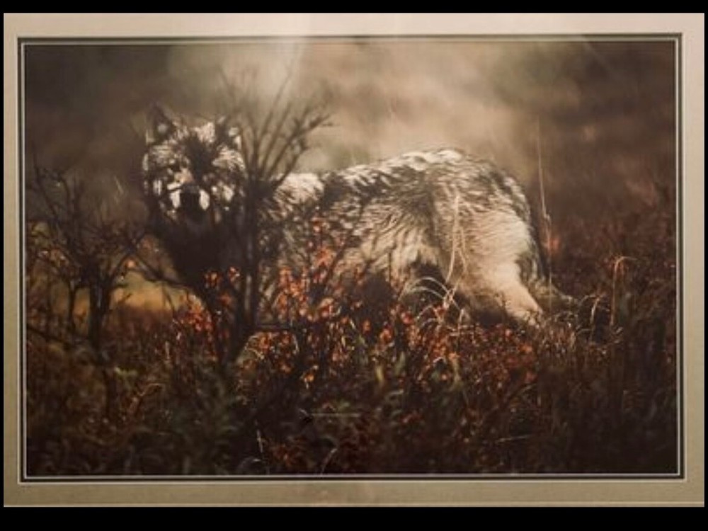 Thomas Mangelsen “Let it Be Wolf”