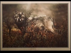 Thomas Mangelsen “Let it Be Wolf”