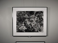 Summer ferns, crown vetch and blackberry, Georgetown Island Maine-Thomas Teich