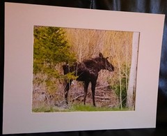 Matted Photograph: Mindful Moose