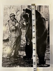 Jacko Vassilev-Silver Gel Print-Award Winning Photographer-«Dancing Bear» SIGNED