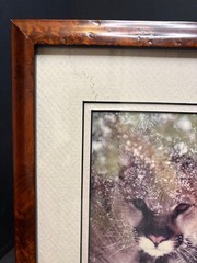 Harry Bowden Signed & Numbered 3/750 Photograph «A Face in the Foliage» Cougar