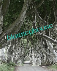 WONDERFUL PHOTO OF «THE DARK HEDGES»!! IRELAND 300 year old Beech Trees!!! 3