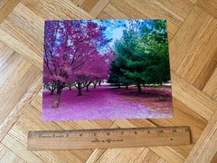 Cherry Blossom & Pine Tree Scenery, 8″x10″ Photograph Print 8×10 Landscape Photo