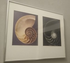 William A. Conklin X-Ray & Color Photo Diptych Chambered Nautilus
