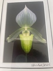 Floral Art Prints 35mm Photographs Framed Art Signed Randall Shedd Set Of 3