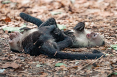 White-faced Capuchins playing together