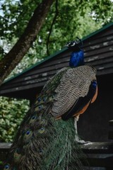 Digital Image Picture Photo Pic Wallpaper Background Peacock Beautiful Farm 444