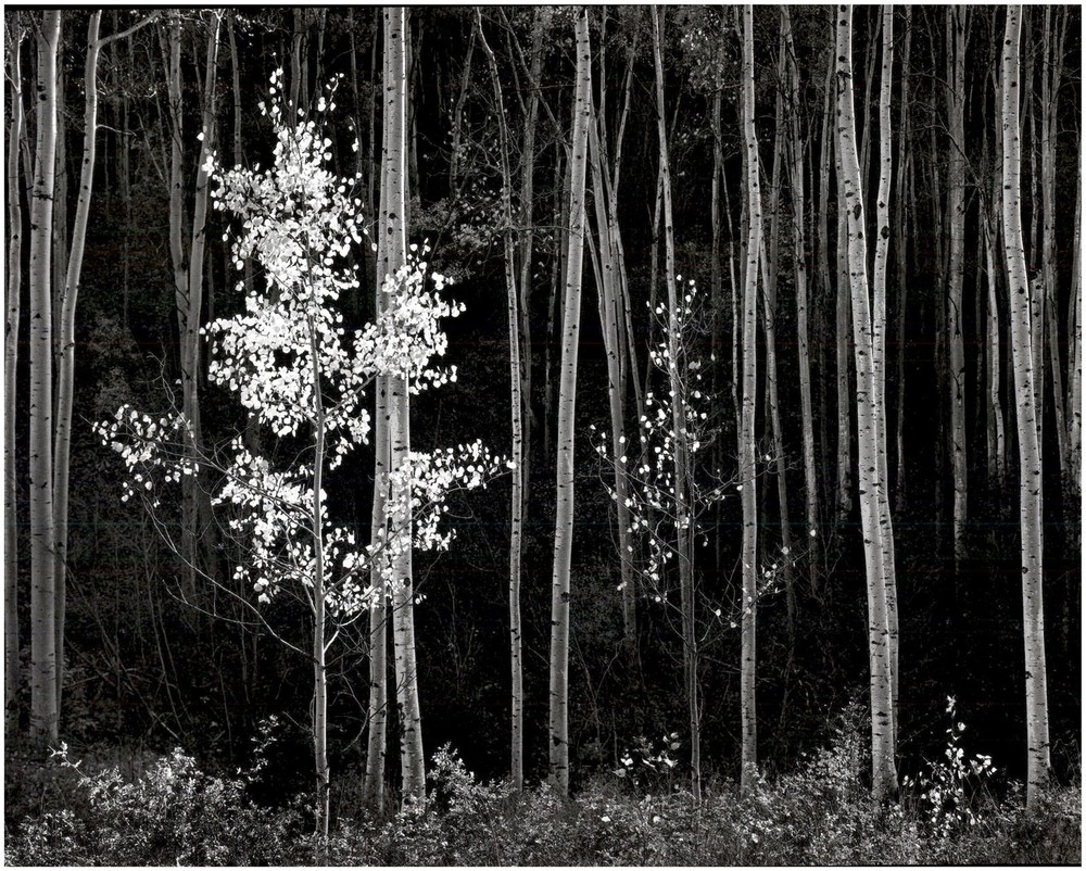 1958 1990s Ansel Adams Aspens Northern New Mexico Trees Large Art Photo