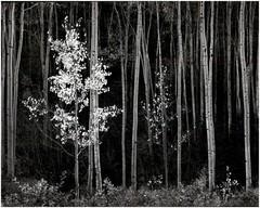 1958 1990s Ansel Adams Aspens Northern New Mexico Trees Large Art Photo