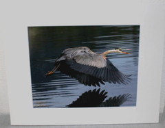 Great Blue Heron Wildlife Photo 8″ x 10″ in 11″ x 14″ Matte Signed by Kim Barry