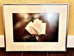 Framed Art Photograph of Rose titled «Queen of Show» by artist DG Pennachio 1980