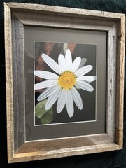 Framed photograph of a Wild Daisy