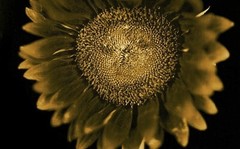 CHUCK CLOSE ‘Sunflower’, 2006/2011 SIGNED Photograph 24 x 18 in. #32/60 **NEW**