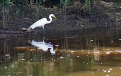 «WHAT ARE YOU EATING?» Great Egret wall art