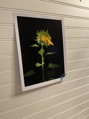 Sunflower #6 – landscape photograph 8.5×11