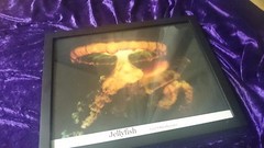 JELLYFISH by GAIL OTTENHEIMER – THE FRAMED SCIENCE NATURE PHOTOGRAPH 14×11 Inche
