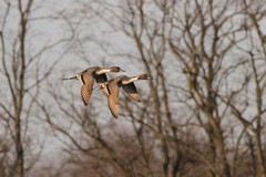 Pintails Photo 1, Pick One Image – Various Sizes