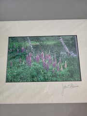 Photography Print By John T Slonina Matted 8×10 Lupine Flowers And Birch Trees
