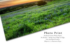 Landscape Photography Print – Picture of Tree and Bluebonnets at Sunset in Texas