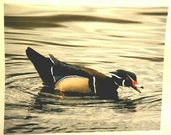 Wood Duck , 8×10 photo, Wildlife Photography by Christopher Mathein