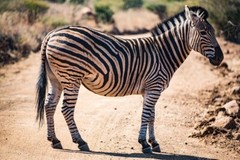 Digital Image Picture Photo Pic Wallpaper Background Zebra Walking on Sand 3791