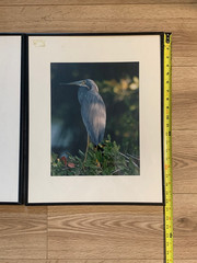 Framed Great Blue Heron Wildlife Photography Prints Set of 2 Nature Bird Art