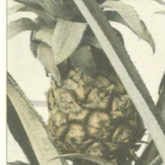 Vintage Lg Garden, Pineapple, Cactus Photo Print Repro. Print, Neutral Colors