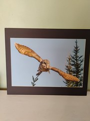 Christian Dalbec Take Flight Signed Owl Wildlife Photograph 2013 Color