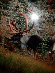 Thomas Mangelsen moose signed Photo Print #150/950 1992 Sept. morning caribou