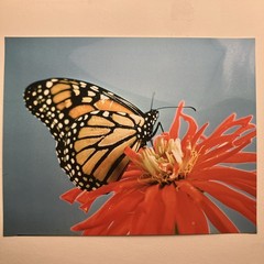 VTG Matted Butterfly On Flower Original Photo 11 X 14 Art Gallery Wall Decor
