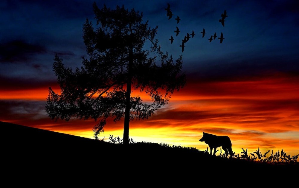 Digital Image Picture Photo Pic Wallpaper Background Silhouette Dog Wolfe