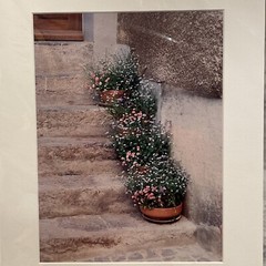 Nancy Ross-Ruddick Original Photograph Signed Matted Purple Pansies Aigle, Switz