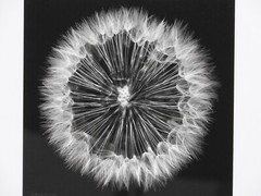 Striking #49 of 100 18.5″x22.5″ B&W Photo Framed Deckle Edge Flower Dandelion