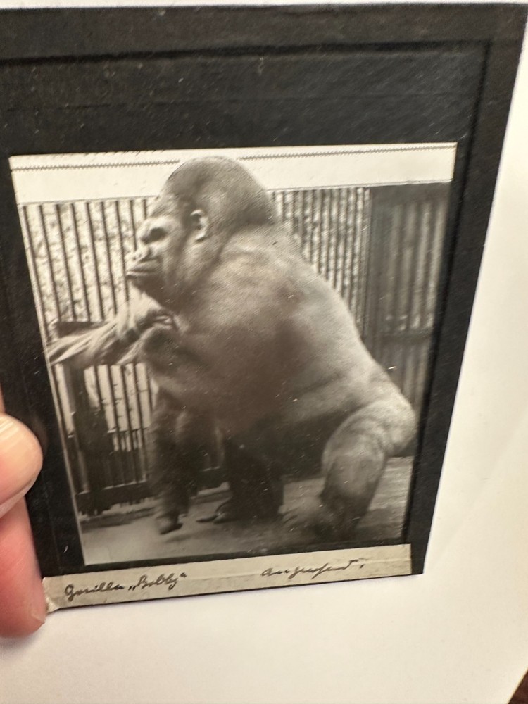 Five Vintage Zoological Monkey Studies on Glass Plate, Photo TE1199