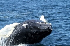Whales or Dolphins Photo, Pick One Image – Various Sizes