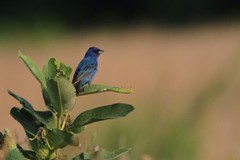 Indigo Bunting Photo, Pick One Image – Various Sizes