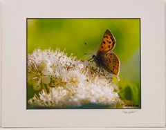 Skipper Butterfly on Wildflower Bloom 8×10 Photo in 11×14 Mat