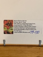 Butch Poole Hand Signed Tiger Swallowtail Butterfly Photograph Framed Art