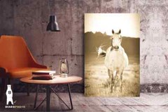 Wild Horse Photography Prints – Western Décor – Paper, Canvas, Metal