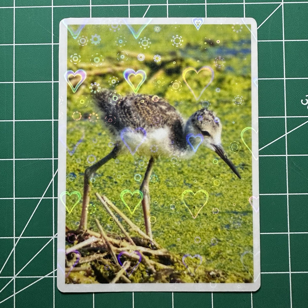 ACEO Photo Print Card 2.5×3.5″ Baby Black-Necked Stilt, Holographic Laminated