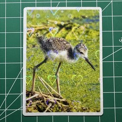 ACEO Photo Print Card 2.5×3.5″ Baby Black-Necked Stilt, Holographic Laminated