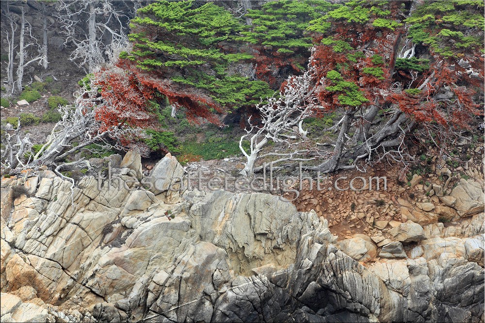 POINT LOBOS * TRIPTYCH 1 * SET OF 3 PHOTOGRAPHIC PRINTS
